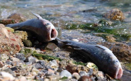 İzmir Körfezi'nde Balık Ölümleri ve Çevresel Sorunlar