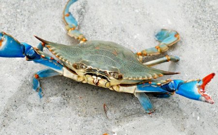 Kabuklu Canlıların Evrimi ve Hayatta Kalma Stratejileri