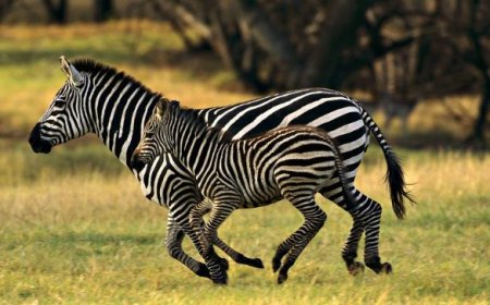Yeni Araştırmaya Göre Zebraların Çizgilerinin Kamuflajla Alakası Yok