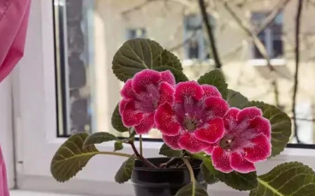 Ev Çiçeklerinin Bakımı Nasıl Yapılır?