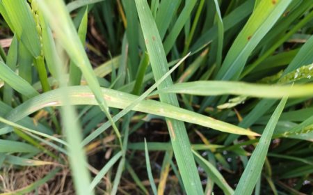 Çeltik Yanıklığı Hastalığı ve Mücadelesi