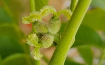 Ceviz yetiştirmeye başlayanlar için 5 püf nokta