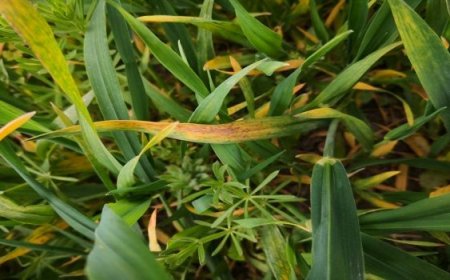 Bahar Yağışlarında Septorya’ya Dikkat