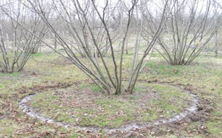 Fındık Bahçelerinde Azotlu Gübre Uygulamasında Dikkat Edilecek Hususlar