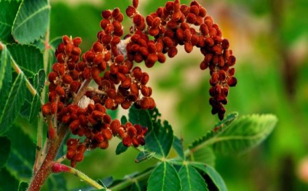 Sumak bitkisinin yetiştiriciliği ve faydaları