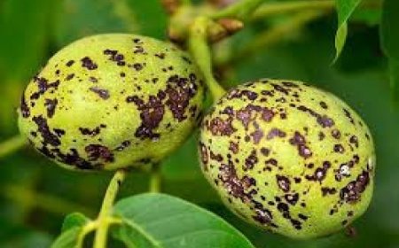 Ceviz Antraknozu Hastalığı   (Gnomonia Leptostyla)