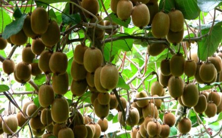 Kivi’de Hasat Uyarısı!