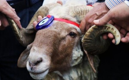 Kurbanlık Hayvan Nakillerinde Uyulması Gereken Kurallar