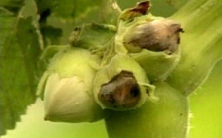 Fındık Bahçelerinde Fındık Kurdu Zararlısına Karşı Mücadele