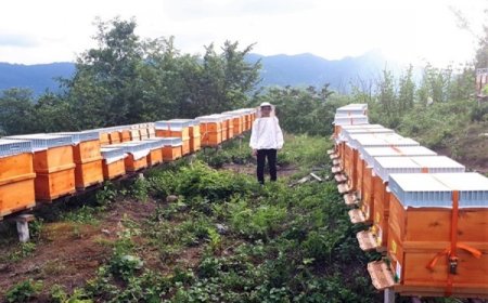 Sabit ve Gezginci Arıcıların Dikkat Etmesi Gereken Tedbirler