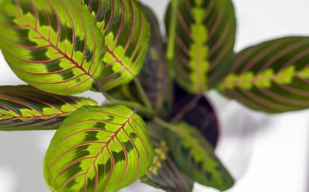 Dua çiçeği nedir ve çeşitleri nelerdir?