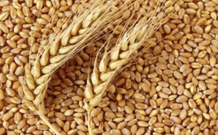 ZMO Buğday Raporunu Açıkladı