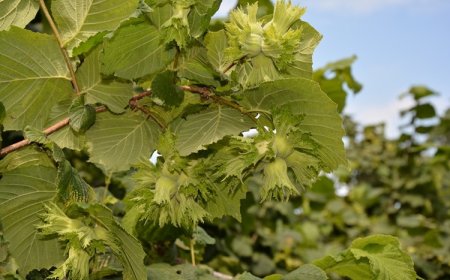 Fındık Hasadı Ne Zaman Yapılmalı