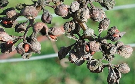 Bağ Üreticilerinin Dikkatine…