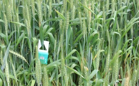 Hububat Tarlalarında Süne Parazitoit Mücadelesi