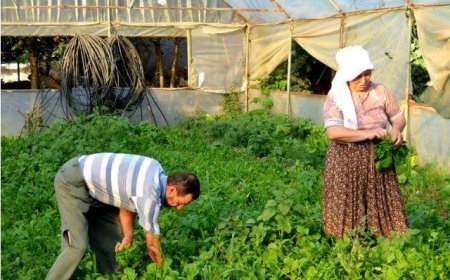 Köy Tarımının Çökertilmesi: AB Uyum Süreçlerinin Etkileri