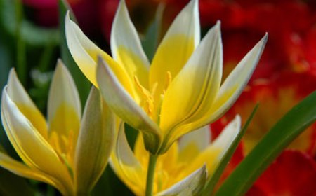 Yemeğiyle de çiçeğiyle de baharı haber veren Çiğdem