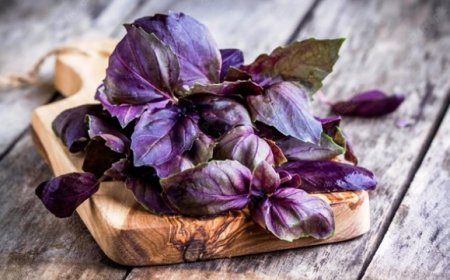 Reyhan nedir? Faydaları nelerdir?