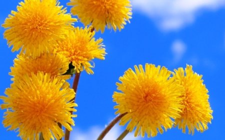 Karahindiba nedir? Faydaları nelerdir?