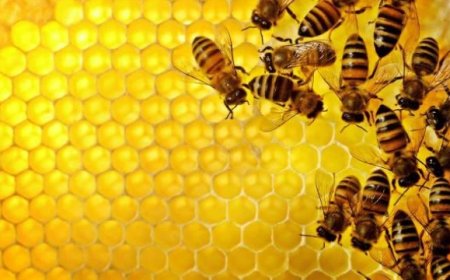 Dünya ''Arı Günü'' 20 Mayıs