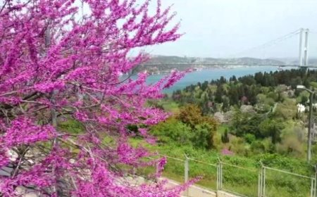 Erguvan: İstanbul Tabiatının Beyefendisi