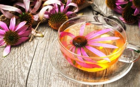 Ekinezya nedir? Faydaları nedir?