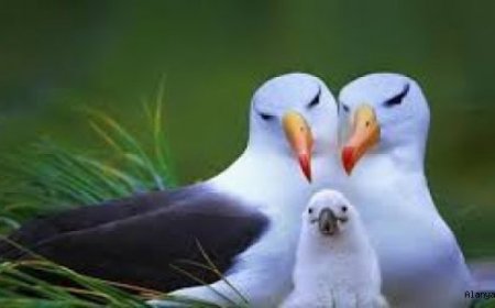 Dünyanın bilinen en yaşlı albatrosu 70 yaşında 40'ıncı yavrusunu dünyaya getirdi