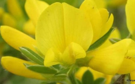 Keçiboğan 'Calicotome villosa'