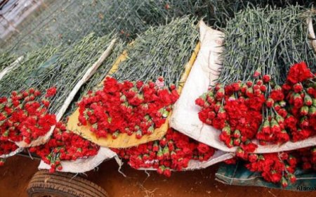 Çiçek ihracatı yüzde 19 yükseldi