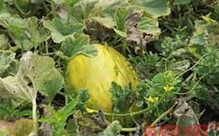 KAVUNUN BU FAYDASINI DUYAN İNANAMIYOR!