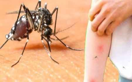 Sağlık Bakanlığı'ndan Batı Nil Virüsü açıklaması: 6 kişide tespit edildi