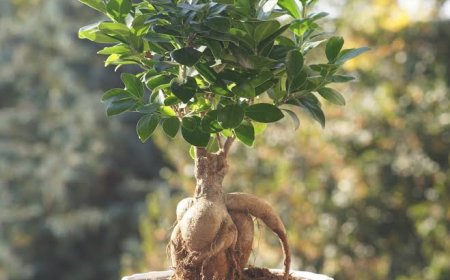 Ficus Ginseng Bitkisi Bakımı & Özellikleri
