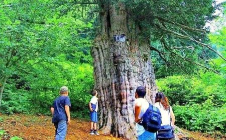 Gümeli Porsuğu: Türkiye'nin ve Dünyanın En Yaşlı Ağaçlarından Biri