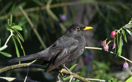 Zeytin Ağaçlarının Gizli Koruyucusu: Karatavuklar
