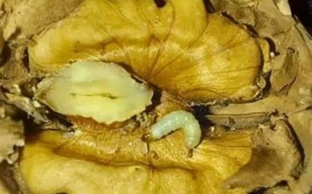 Hırsın Tuzakları: Ceviz Kurdu Hikâyesiyle İnsanın Kendi Kabuğuna Hapsolması