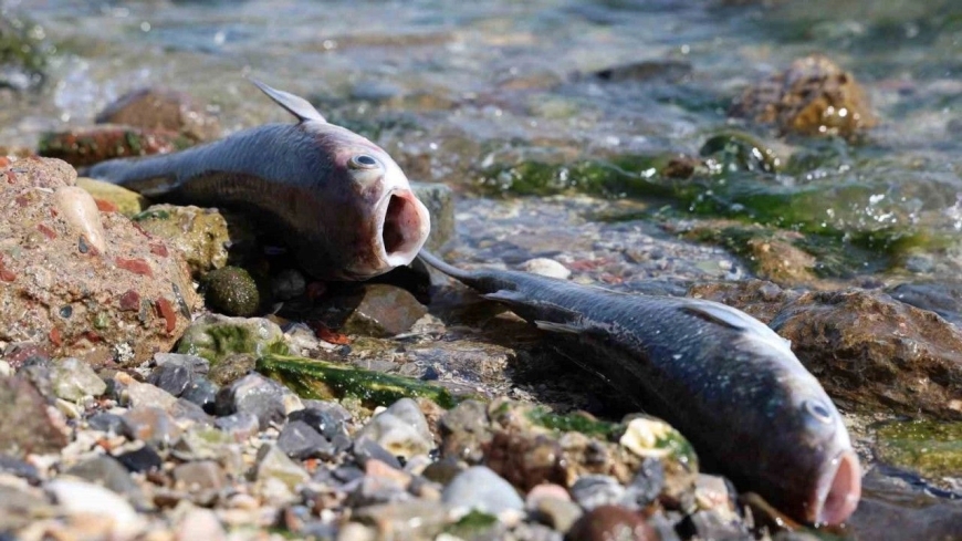İzmir Körfezi'nde Balık Ölümleri ve Çevresel Sorunlar