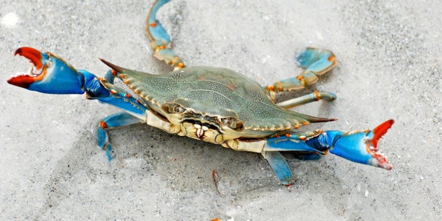 Kabuklu Canlıların Evrimi ve Hayatta Kalma Stratejileri