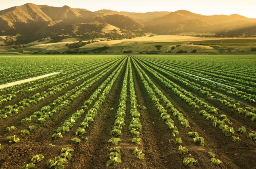 Tarım Alanlarının Artışı ve Ekosistem Üzerindeki Etkiler