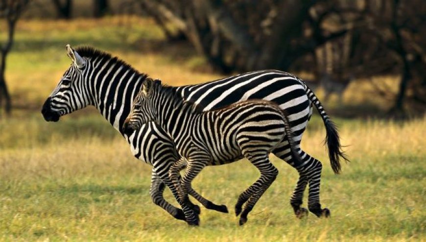 Yeni Araştırmaya Göre Zebraların Çizgilerinin Kamuflajla Alakası Yok