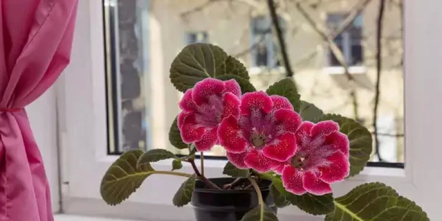 Ev Çiçeklerinin Bakımı Nasıl Yapılır?