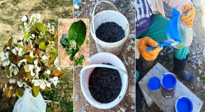 Baklazınnı Zararlısına Karşı  Biyoteknik Mücadele Uyarısı