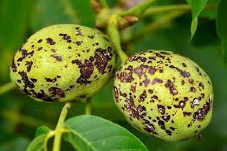 Ceviz Antraknozu Hastalığı   (Gnomonia Leptostyla)