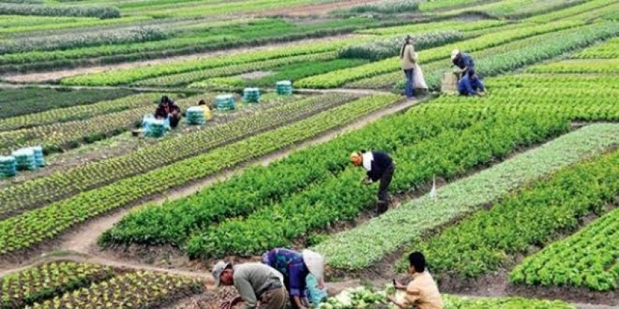 Agroekoloji ve Endüstriyel Tarım: Köylü Bilgisi ve 'Yeşil Devrim' Üzerine