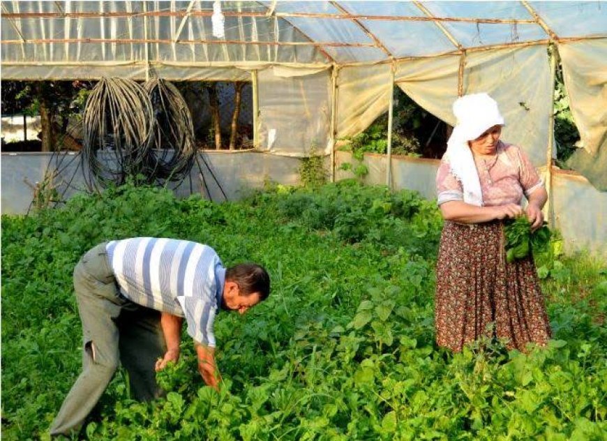 Köy Tarımının Çökertilmesi: AB Uyum Süreçlerinin Etkileri