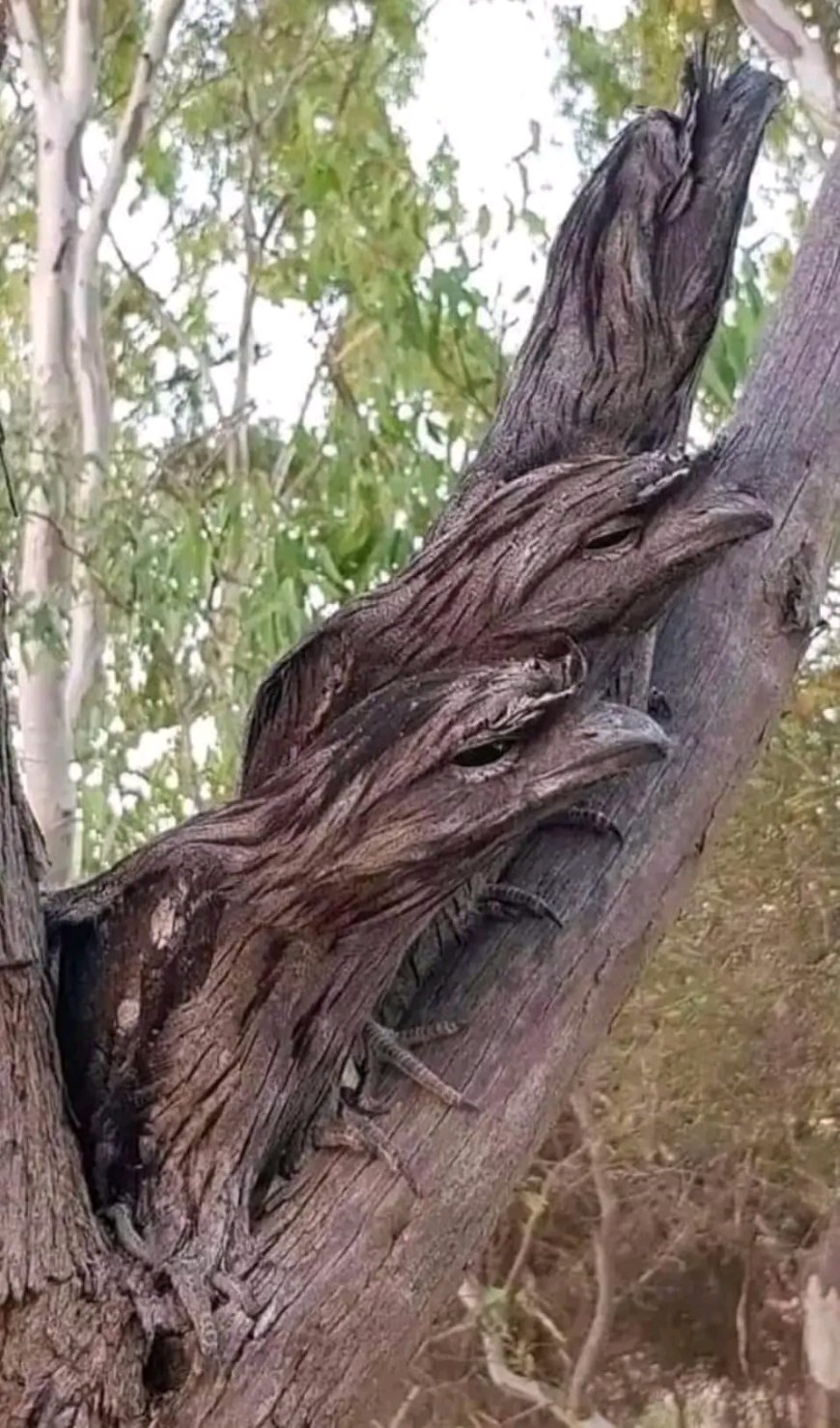 Güzellik göreceli bir kavramdır.