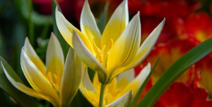 Yemeğiyle de çiçeğiyle de baharı haber veren Çiğdem