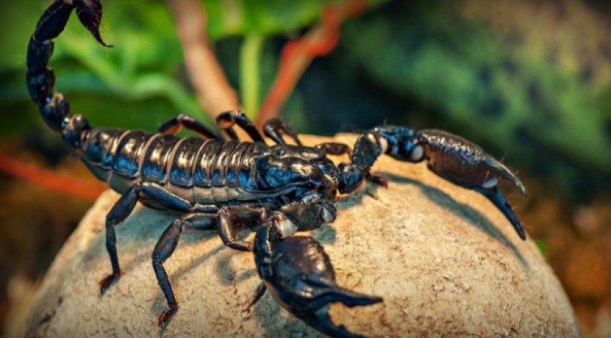 'Kara Akrep' türünün Türkiye'ye özgü olduğu kanıtlandı: 'Androctonus turkiyensis' ismi verildi