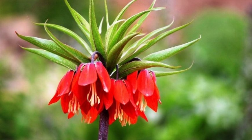 Siirt'te ‘Ağlayan gelin' koparana 109 bin lira ceza