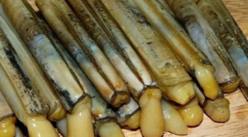 Sülünez nedir? Sülünez nasıl avlanır?