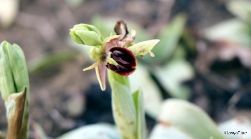 Topraktan çıkan altın: “Salep”